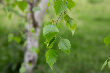 branch of birch tree Betula pendula, silver birch, warty birch, European white birch with green...