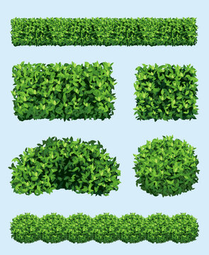 Green shrub. Realistic garden plants different geometric forms ornament fence decoration decent vector shrubs collection set