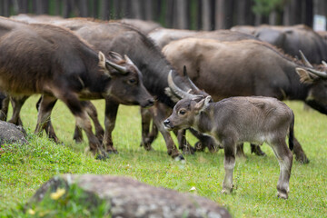 A large herd of wild water buffalo. Mother and Cute Newborn  baby