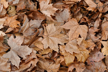 Orange autumn leaves background, winter texture, autumn forest