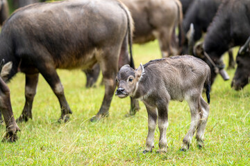 A large herd of wild water buffalo. Mother and Cute Newborn  baby
