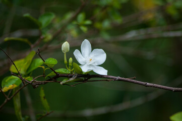white magnolia flowers