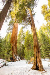Winter in Sequoia National Park, United States Of America