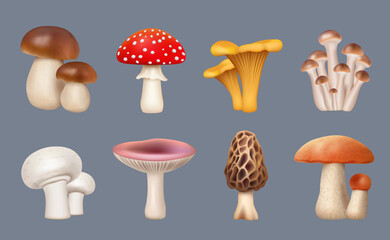 Mushroom realistic. Harvest forest plants chanterelle white mushrooms fungus decent vector collection set isolated - obrazy, fototapety, plakaty