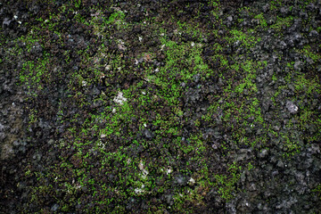Green moss on the dark wall with grunge texture