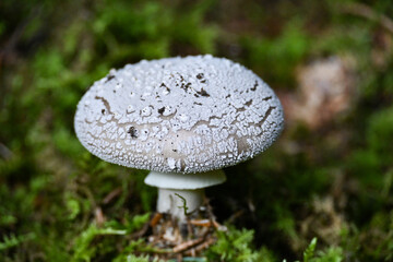 Mushroom growing on forest ground in Perlacher Forst in Munich