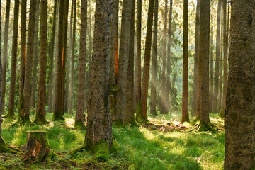 Fototapeta premium Misty early morning in the forest of Perlacher Forst in Munich with pine trees growing on the moss ground