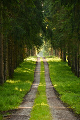 Misty early morning in the forest of Perlacher Forst in Munich with pine trees growing on the moss ground
