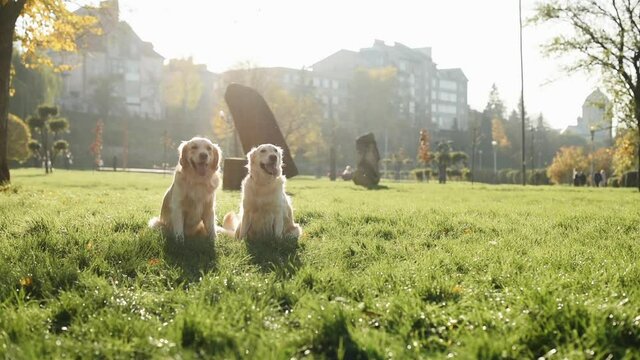 Sitting then running. Two beautiful happy Golden retrievers is outdoors in the park