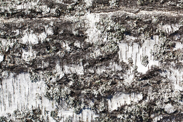 White birch bark texture. Closeup tree skin background. Natural tree bark pattern. Birch bark is...