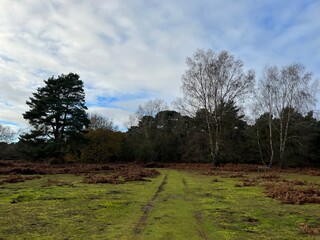 Beautiful Autumn landscape with green marshy wet fields , trees and bright blue sky at nature reserve  bird watching wildlife environment in norfolk East Anglia uk in Winter bright day light