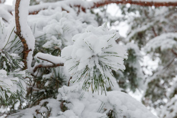 Pine branch covered with snow, close-up in selective focus