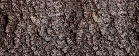 Texture of tree bark as background, closeup view. Banner design - obrazy, fototapety, plakaty