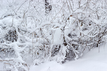 Shrubs covered with fresh snow in forest after snowfall