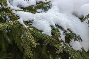 Fototapeta na wymiar Branches of spruce covered with snow, close-up in selective focus