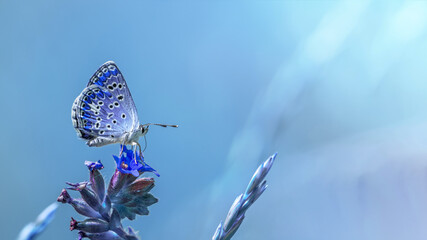 Beautiful blue butterfly on blue flowers against blue air background. Romantic artistic picture of amazing nature.