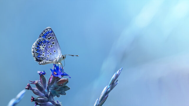 Fototapeta Beautiful blue butterfly on blue flowers against blue air background. Romantic artistic picture of amazing nature.