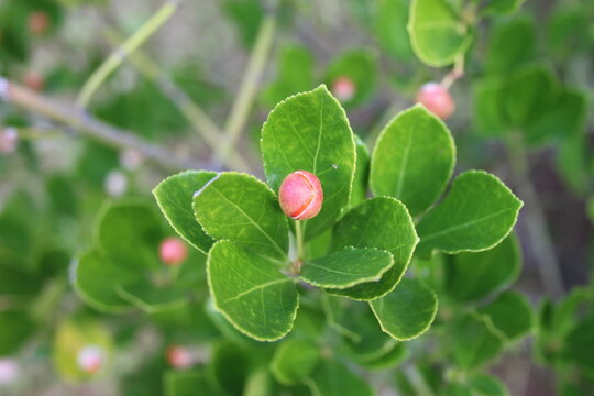 bud of Peony Flower and green leaves in garden