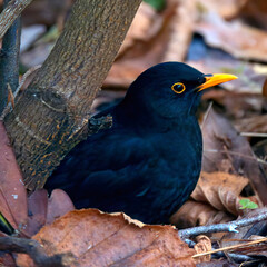 Close-up of a blackbird, Turnus merula, with shiny black plumage and bright yellow beak, perching on the ground among wilted autumn leaves