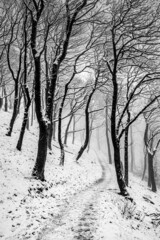 Winter Trees in Mist and Snow