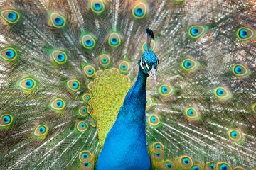 Obraz premium Wunderschöner Pfau der ein Rad schlägt.