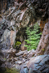 Tree in a Slate Quarry at Hodge Close