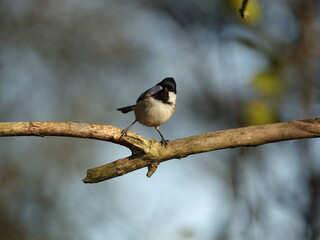 coal tit (Periparus ater) looking as though it is attempting to do the splits