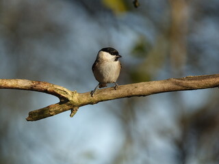 marsh tit (Poecile pallustris) perched on tree branch at forest edge during winter