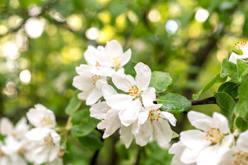 Blooming apple tree branch with white flowers in spring orchard