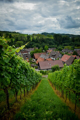 Fototapeta na wymiar vineyard with black forest houses in the background