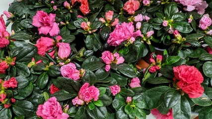 Bouquet of red roses