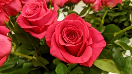 pink roses in garden