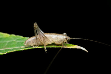 Grey katydid cricket insect on leaf, Stridulation species, Satara, Maharashtra, India
