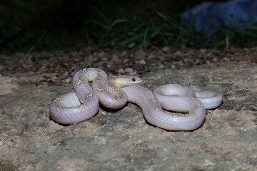 Albino Common wolf snake, Lycodon capucinus, Satara, Maharashtra, India