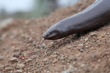 Head of Indian sand snake, Eryx johnii, Satara, Maharashtra, India