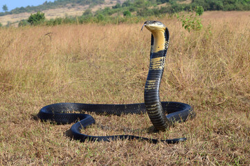 King cobra, Ophiophagus hannah is a venomous snake species of elapids endemic to jungles in...