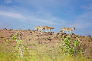 Indian wolves, Canis lupus pallipes with their pack, Satara, Maharashtra, India