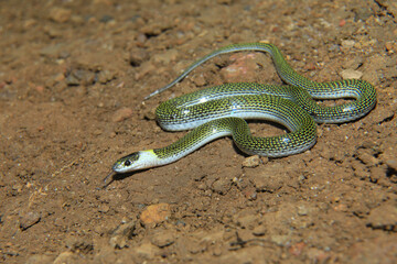 Twin spotted wolf snake, Lycodon jara, North Bengal India