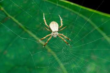 Signature spider and spider web, Argiope species, Satara, Maharashtra, India