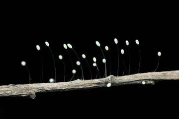 Eggs of lacewing insect Each eggs is perched on a half-inch hair-like stalk, Satara, Maharashtra,...