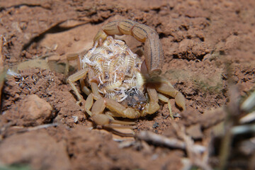 Indian red tailed scorpion, Hottentotta tamulus carrying their babies, Satara, Maharashtra, India