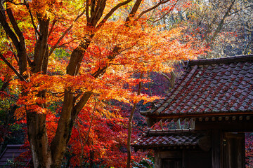 薬医門付近の紅葉　薬師池公園（東京都町田市）