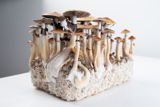 psilocybe cubensis golden teacher hallucinogenic body grow for medicine