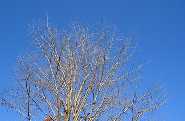 青空の映える落葉樹
