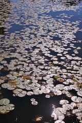 water reflection in water