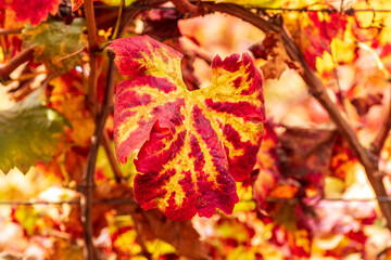 Grape vines with colorful autumn leaves in a vineyard.
