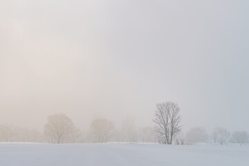 Obraz na płótnie Canvas 雪原と木と太陽のイメージ
