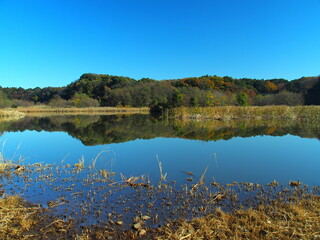 初冬の池と森のある朝の21世紀の森と広場風景