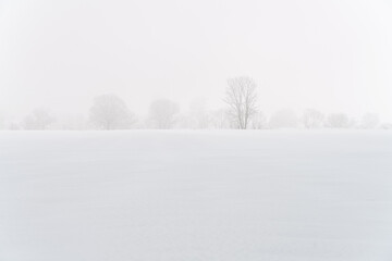 雪原と木のイメージ