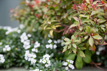 Nandina is a monotypic genus of flowering plants in the family .Beautiful evergreen hedge shrub next to small white flowers, early spring, April, natural background